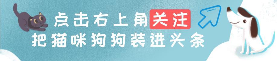 冰島唯一本土狗狗，卻一度慘遭滅絕，如今成為世界最稀有狗狗之一（冰島唯一本土狗狗）