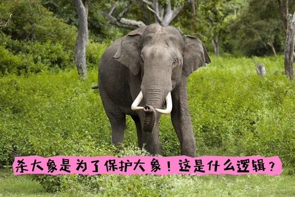 非洲要送英國、德國3萬頭大象 不能不要！嘗嘗和大象生活的滋味吧