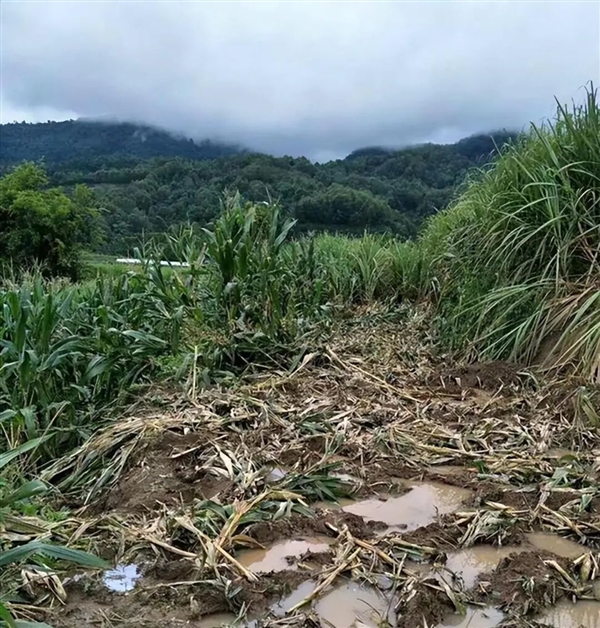 非洲要送英國、德國3萬頭大象 不能不要！嘗嘗和大象生活的滋味吧