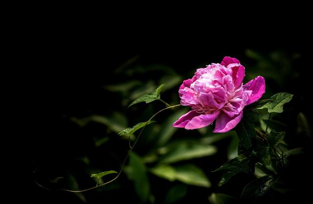 《本草》植物志之芍藥 關(guān)乎三國(guó)時(shí)期的瘟疫和一個(gè)消失的民族（本草植物志之芍藥）(8)