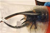 男子攜帶333只甲蟲(chóng)進(jìn)境被查：可長(zhǎng)到11厘米 屬于外來(lái)物種