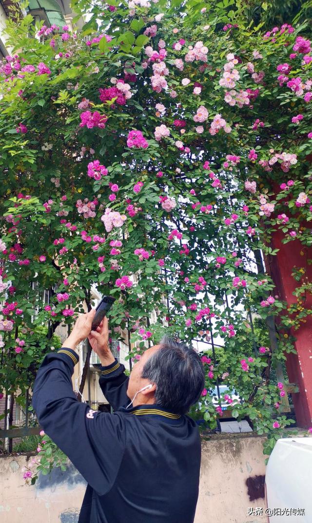 薔薇花開，暮春迎夏（薔薇花開暮春迎夏）(12)