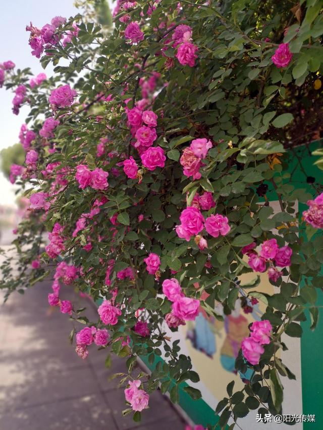 薔薇花開，暮春迎夏（薔薇花開暮春迎夏）(6)
