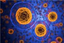 重大發(fā)現(xiàn)！南京大學(xué)科學(xué)家揭示“返老還童”因子