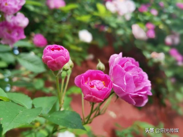 薔薇花開，暮春迎夏（薔薇花開暮春迎夏）(9)
