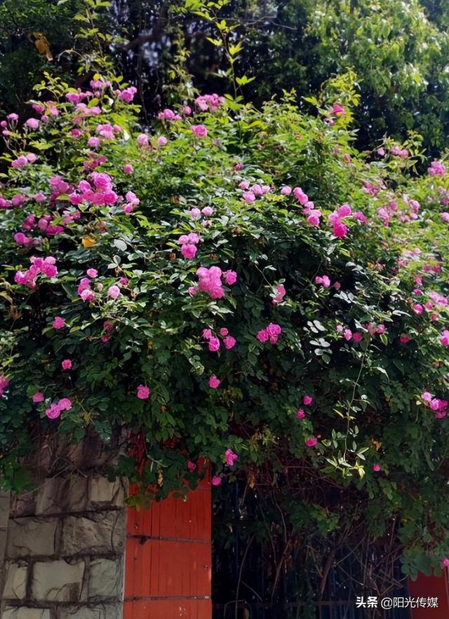 薔薇花開，暮春迎夏（薔薇花開暮春迎夏）(8)