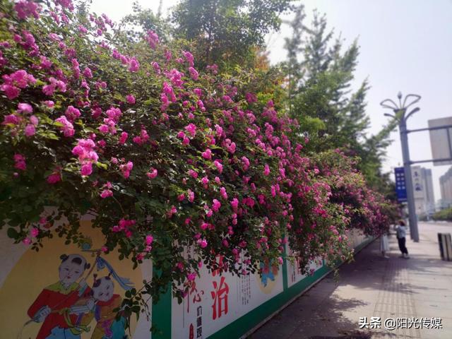 薔薇花開，暮春迎夏（薔薇花開暮春迎夏）(4)
