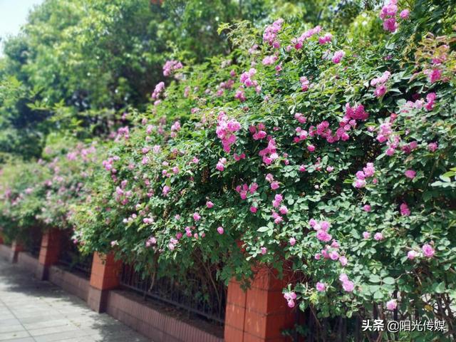 薔薇花開，暮春迎夏（薔薇花開暮春迎夏）(7)