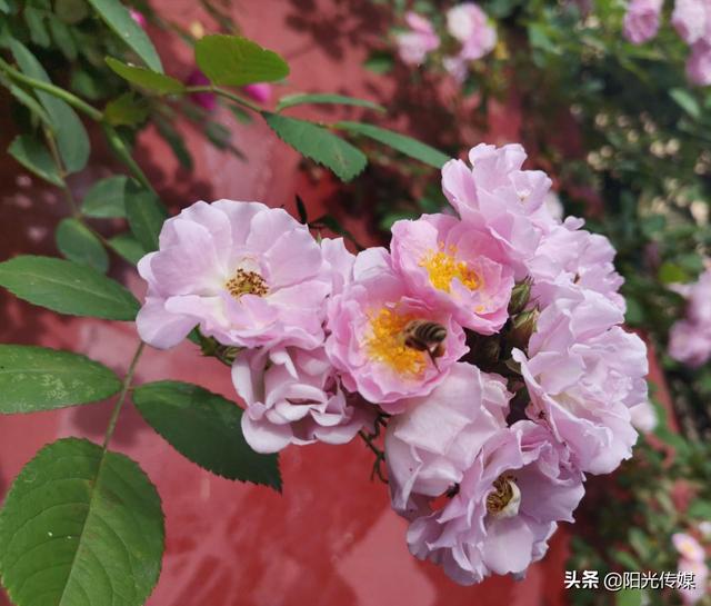 薔薇花開，暮春迎夏（薔薇花開暮春迎夏）(11)