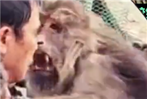 大媽摸猴子屁股致旁邊大爺被咬傷引熱議 網(wǎng)友：大爺扛下所有