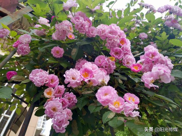 薔薇花開，暮春迎夏（薔薇花開暮春迎夏）(13)