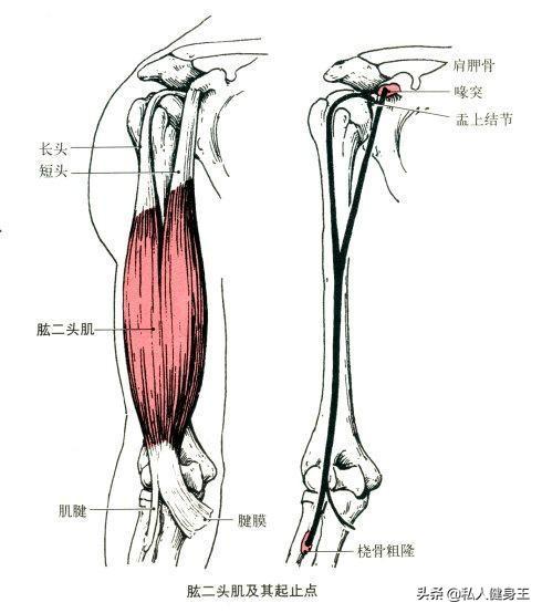 手臂訓(xùn)練計(jì)劃，六個(gè)訓(xùn)練動(dòng)作，帶你練出麒麟臂，增肌人群必備（手臂訓(xùn)練計(jì)劃六個(gè)訓(xùn)練動(dòng)作）(4)