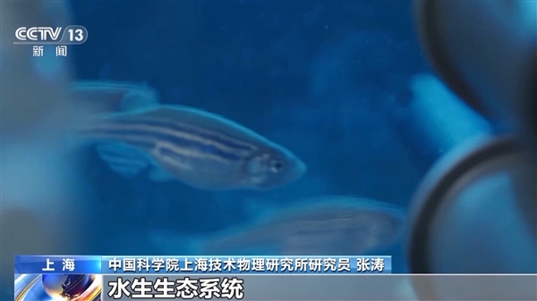 中國首次！神舟十八號乘組“太空養(yǎng)魚”實驗揭曉：建立生態(tài)平衡系統(tǒng)
