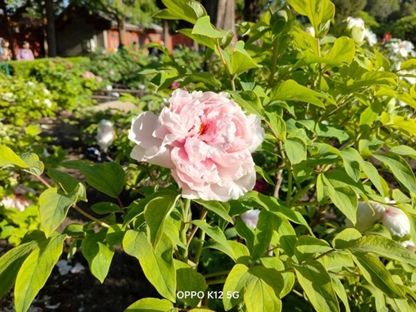 百瓦快充+5500mAh大電池同檔罕見！OPPO K12上手