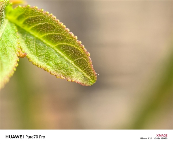 用了一個(gè)月華為Pura 70 Pro：我決定推薦下這個(gè)大杯 超值