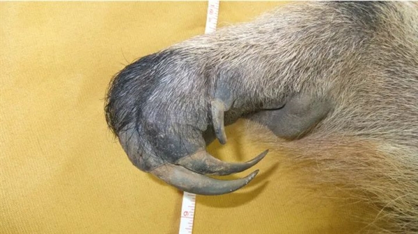 為了保命：這種奇怪的動(dòng)物進(jìn)化出了“分身”！