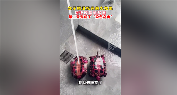 神奇一幕:女子喂烏龜火龍果第2天獲炫彩神龜 專家釋疑