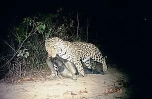 為了保命：這種奇怪的動(dòng)物進(jìn)化出了“分身”！