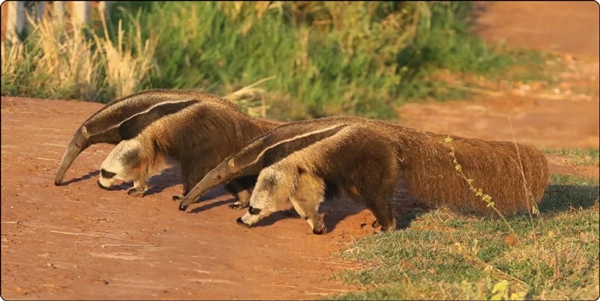 為了保命：這種奇怪的動(dòng)物進(jìn)化出了“分身”！