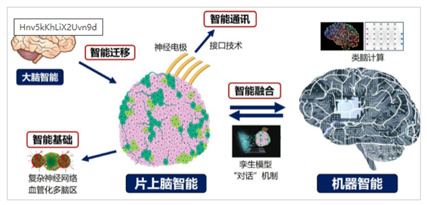 重磅研究！中國首創(chuàng)人腦驅動機器人