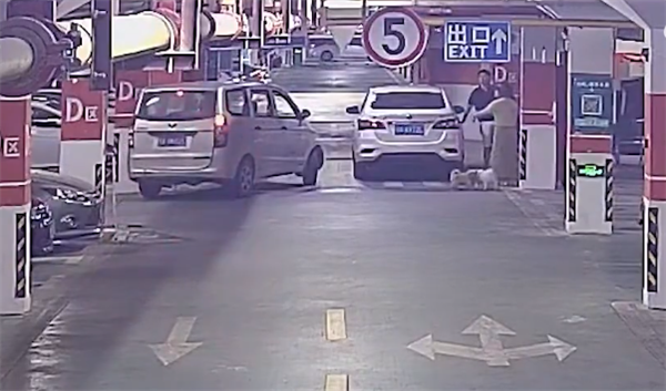 不拴繩 女子因狗竄入車(chē)底受傷持磚砸車(chē)砸人引熱議：官方回應(yīng)