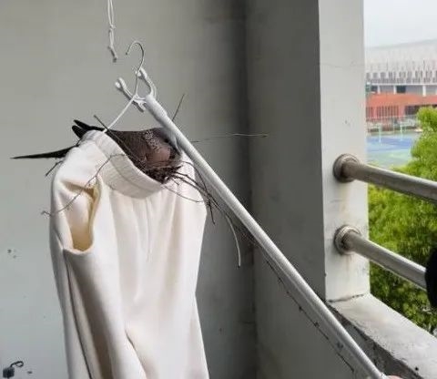 幾根樹(shù)枝就當(dāng)窩、還“隨地大小蛋”！這鳥(niǎo)也太“擺爛”了