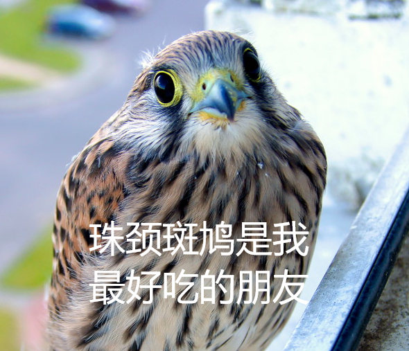 幾根樹(shù)枝就當(dāng)窩、還“隨地大小蛋”！這鳥(niǎo)也太“擺爛”了