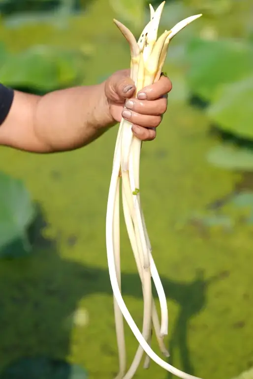 新疆的海鮮、甘肅的蝦 農業(yè)大摸底太精彩了