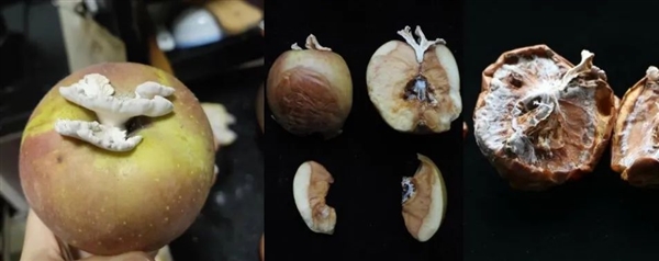 搞笑諾獎(jiǎng)已經(jīng)過氣了 整活還得看我們菠蘿科學(xué)獎(jiǎng)！