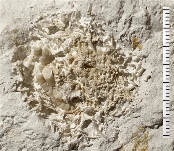 男子撿到6600萬年前的嘔吐物化石：科學家發(fā)現(xiàn)史前尷尬趣事